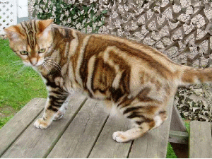 American Shorthair.jpg