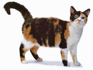 American Wirehair.jpg