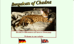 Bengalcats of Chadna Bengalcats of Chadna