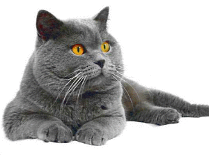 Britisch Kurzhaar.jpg Britisch Kurzhaar.jpg