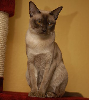 Burmakatze-chocolate