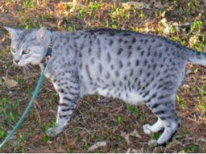 Egyptian mau.jpg