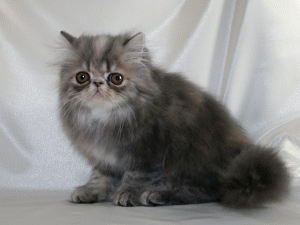 Exotic Longhair.jpg