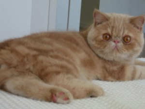 Exotic shorthair.jpg