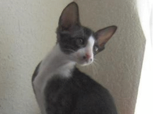 Orientalisch Kurzhaar.jpg