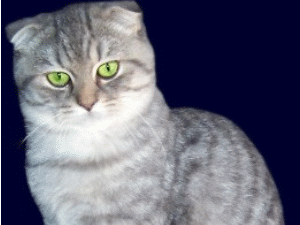Scottishfold.jpg