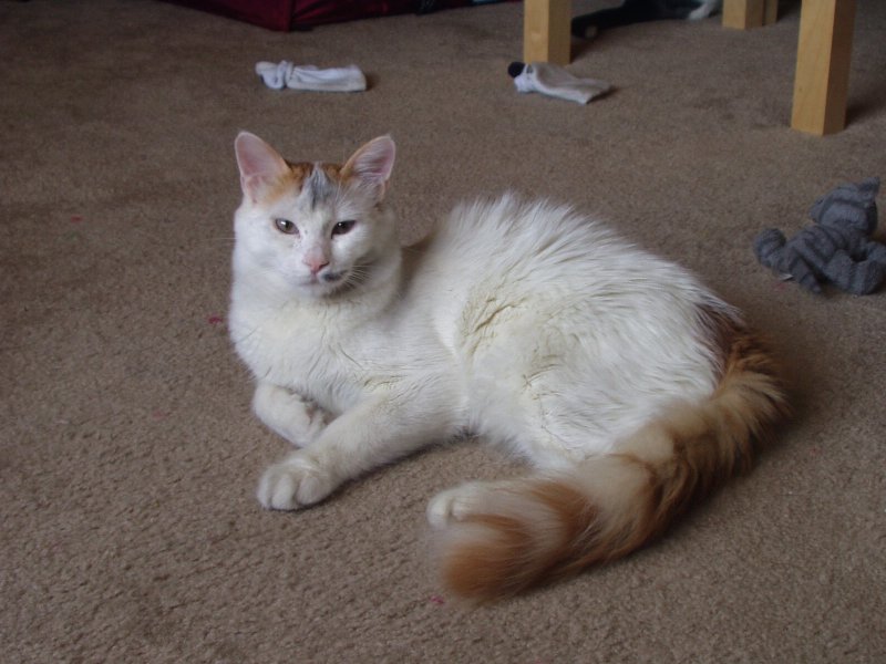 Turkish_Van_