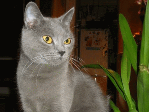 chartreux.jpg