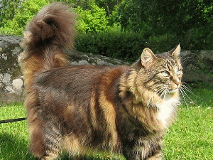 norwegische waldkatze.jpg