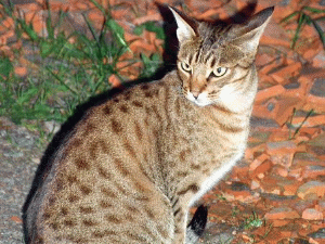 ocicat.jpg