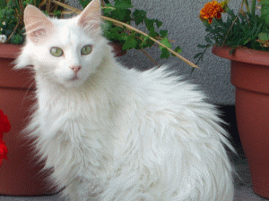 t�rkish angora
